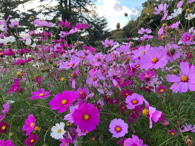 京都府立植物園