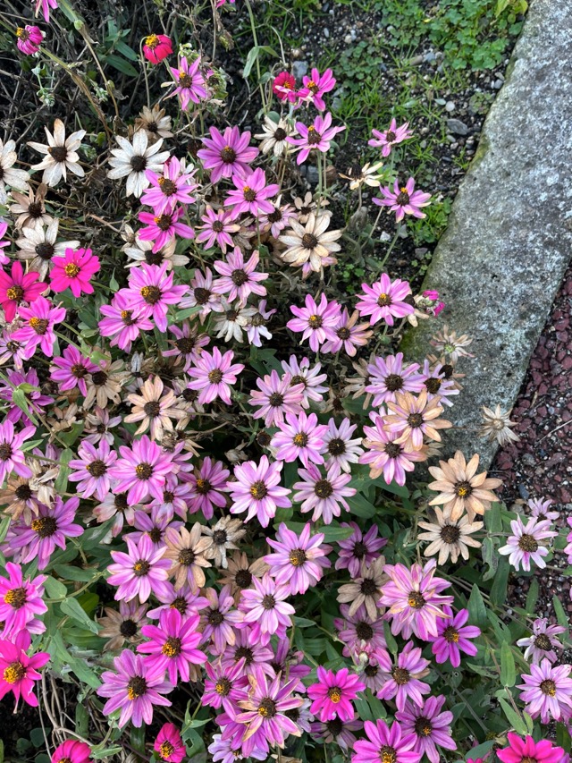 京都府立植物園