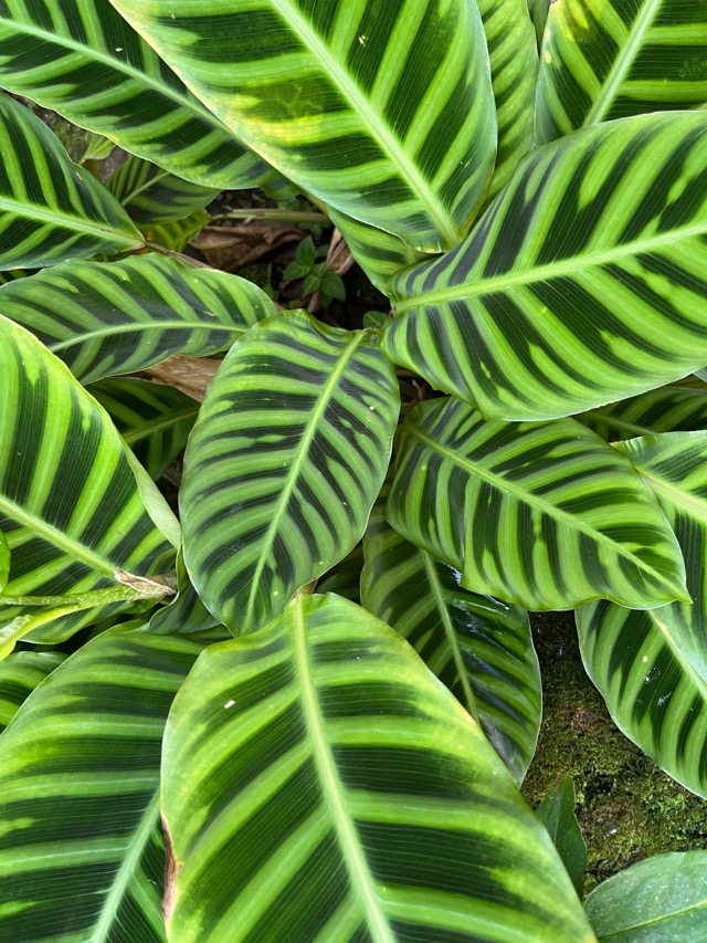 京都府立植物園