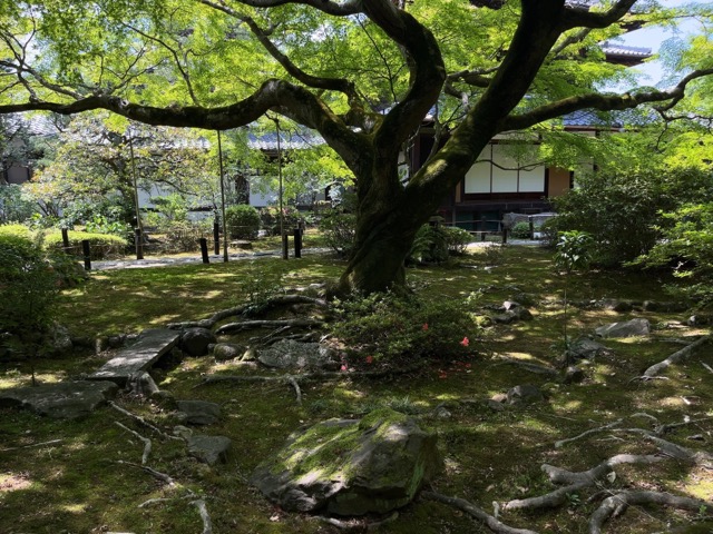 青蓮院
