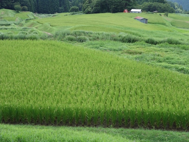 別宮の棚田