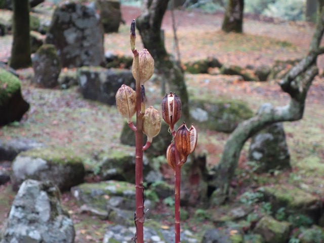 高源寺
