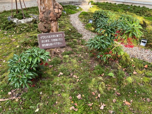 青岸寺