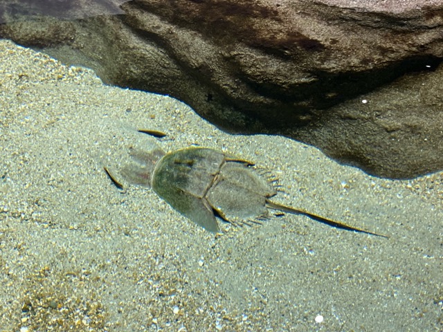 神戸須磨シーワールド