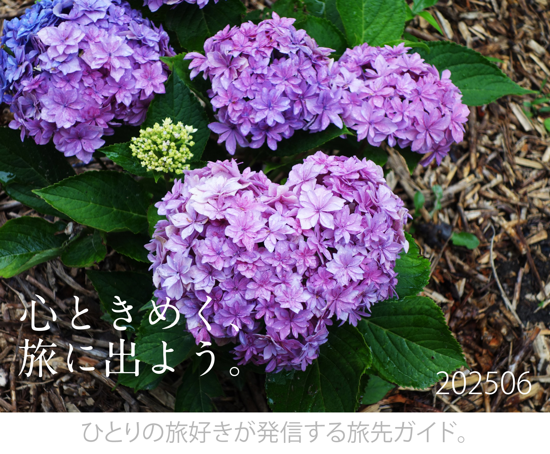 tabicocoloタイトル